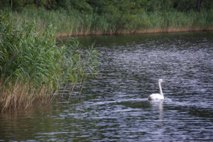 Schwan auf dem See