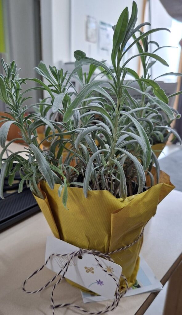 Lavendel im gelb verpackten Blumentopf