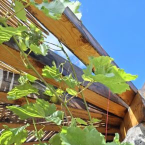 Rankender Wein an der Laube