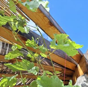 Rankender Wein an der Laube