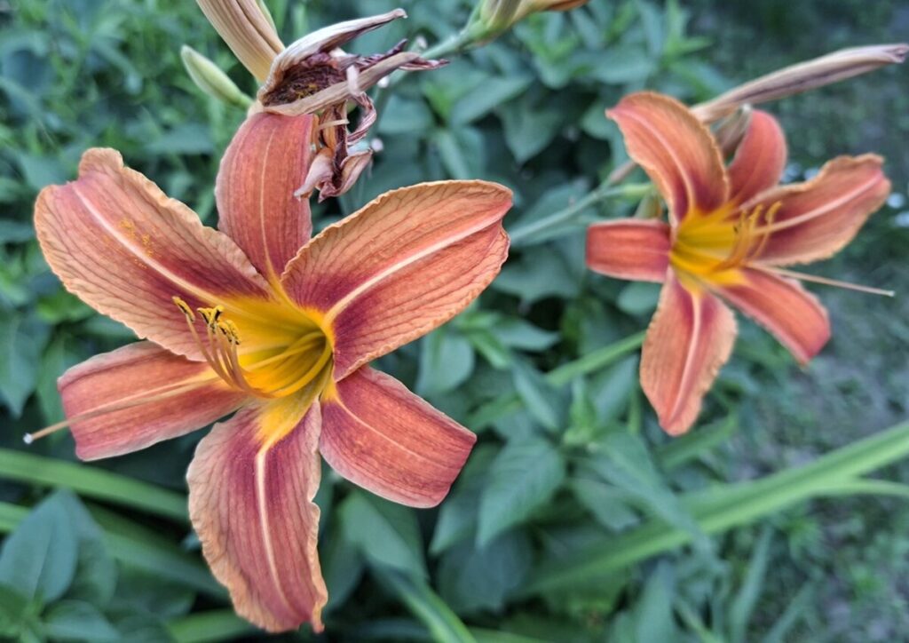 Orangefarbene Lilien