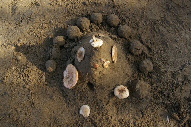 FreieSchule_Landart_Natur_22