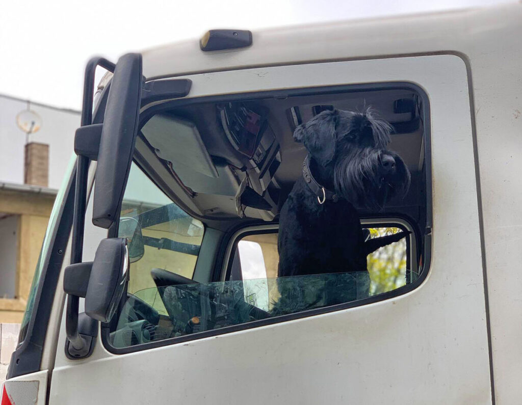 Bauüberwachungshund schaut aus LKW Fenster