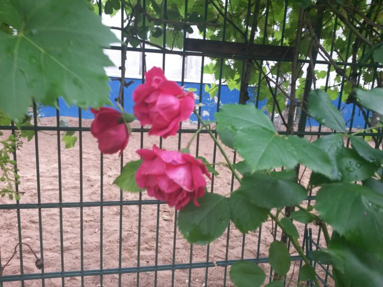 Schulgarten_FSP_Blog_015